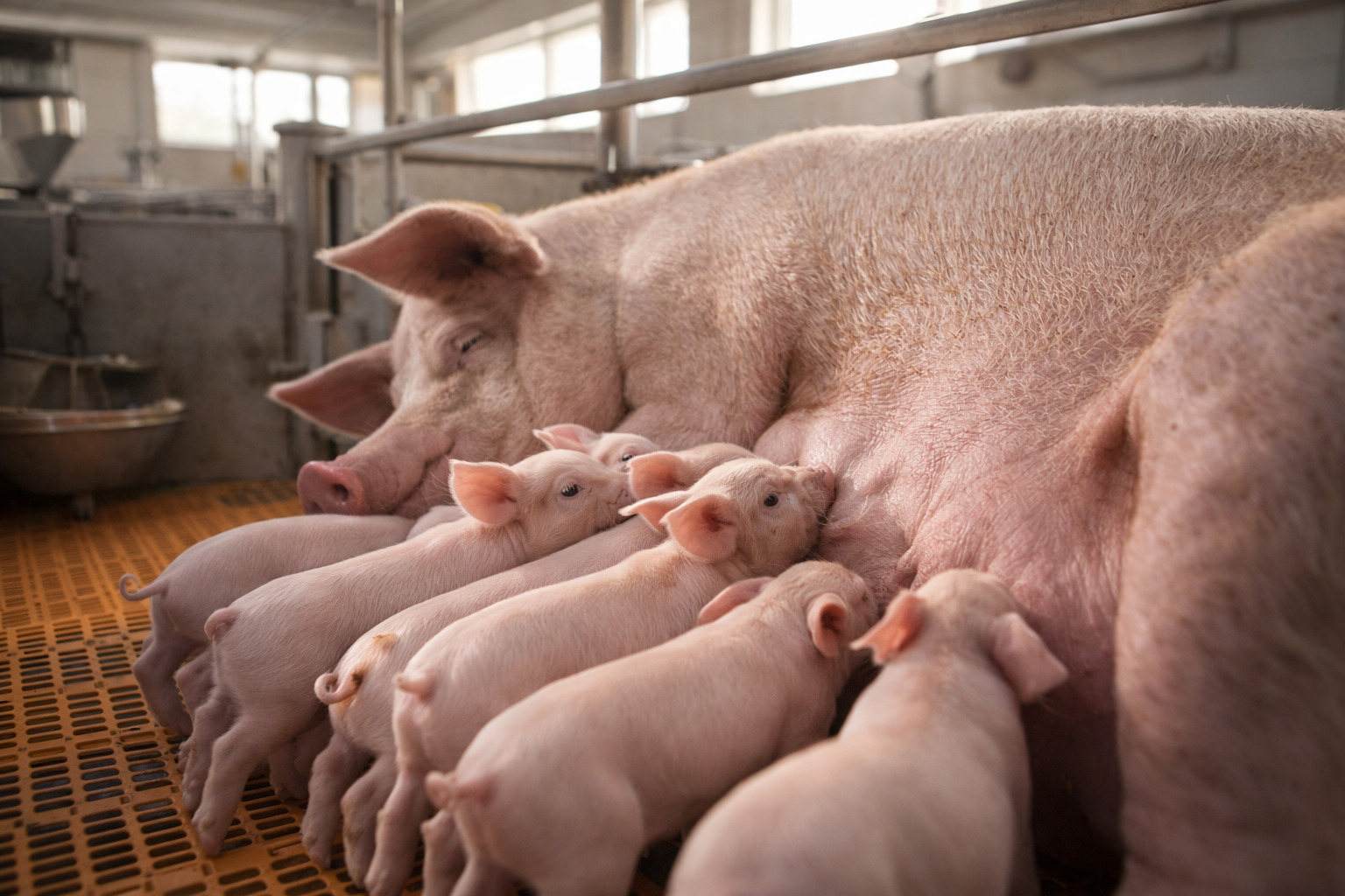 哺乳母豬與仔豬，倍力素方案提升泌乳性能