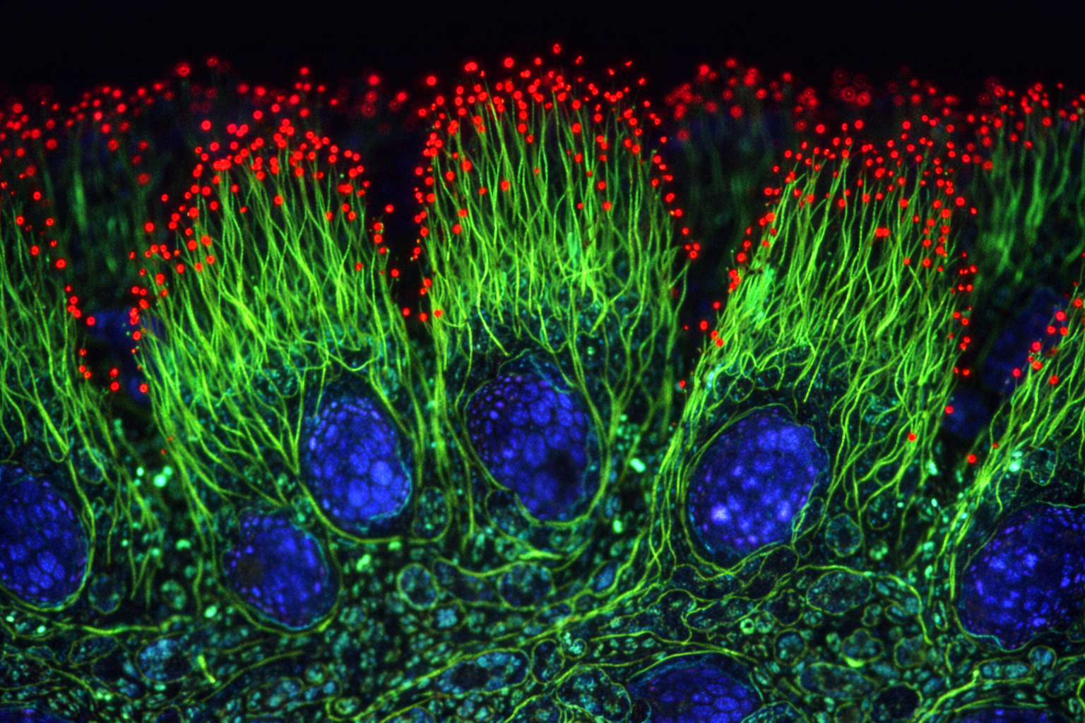 倍力素核心技術三層協同作用機制圖
